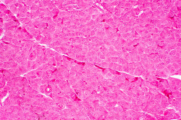 Human liver tissue under microscope view for education histology, Human tissue. Human liver tissue under microscope view for education histology, Human tissue. magnification photos stock pictures, royalty-free photos & images