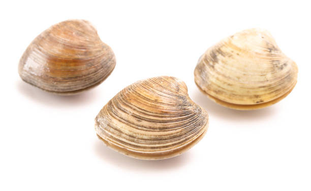 istock Clams Isolated on a White Background 1147572322