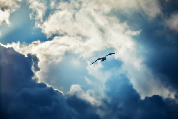 Photo of Seagull flying and hovering against a moody dramatic cloudy sky background