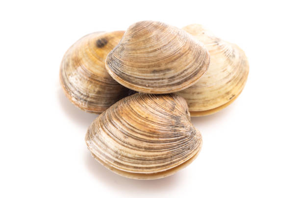 istock Clams Isolated on a White Background 1147572430