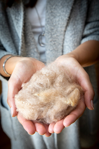 hands with wool of alpaca