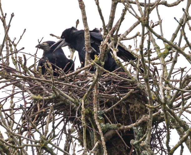 Raven Raven pair nesting in tree, early spring crows nest stock pictures, royalty-free photos & images