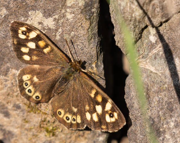 istock Speckled Wood Butterfly 1147574190
