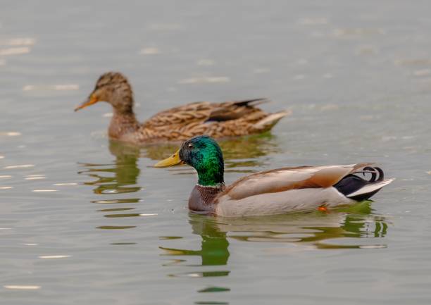 istock Duck couple at a pond in southern Germany 1147574572
