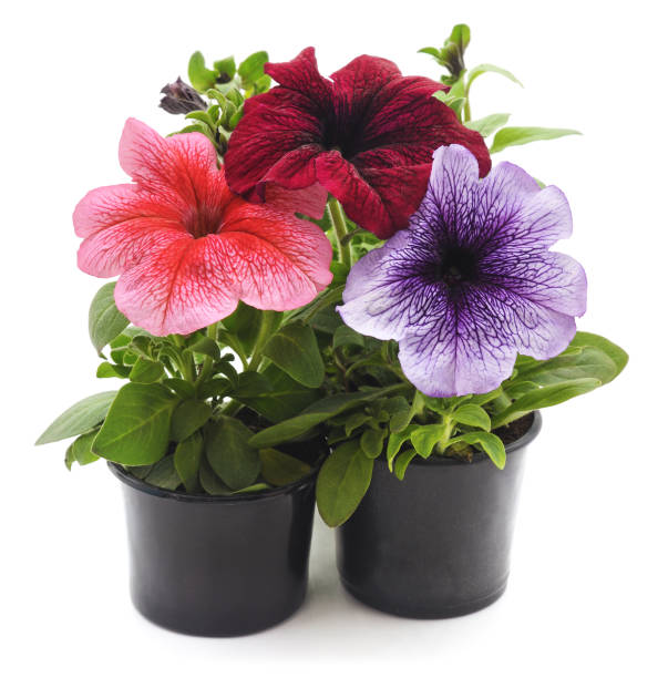 istock Three petunias in pots. 1147575405