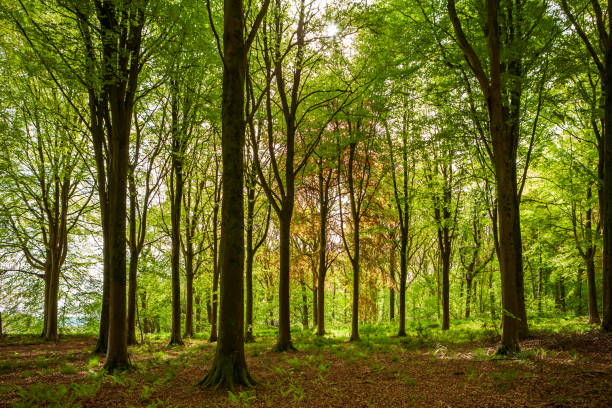 istock Woodland walk in Spring in Wiltshire, Uk 1147575908