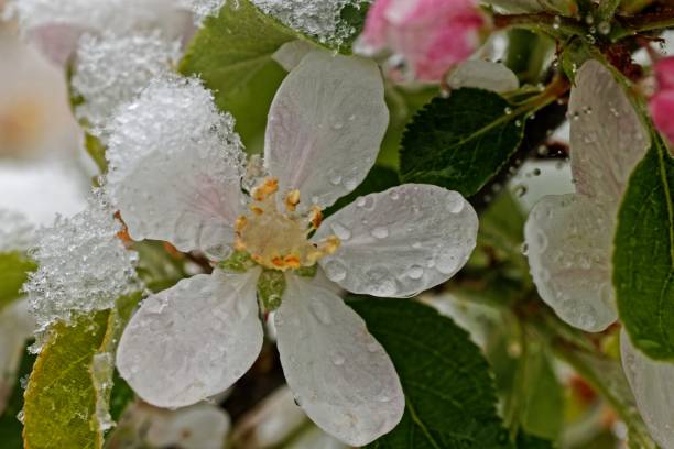 istock Snowy apple blossom in May 1147576011