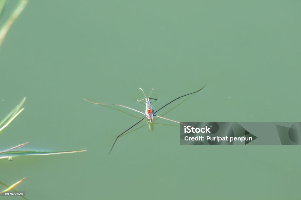 Water Striders Es Un Insecto Con 6 Patas Foto de stock y más banco de  imágenes de Agua - Agua, Aire libre, Andar - iStock
