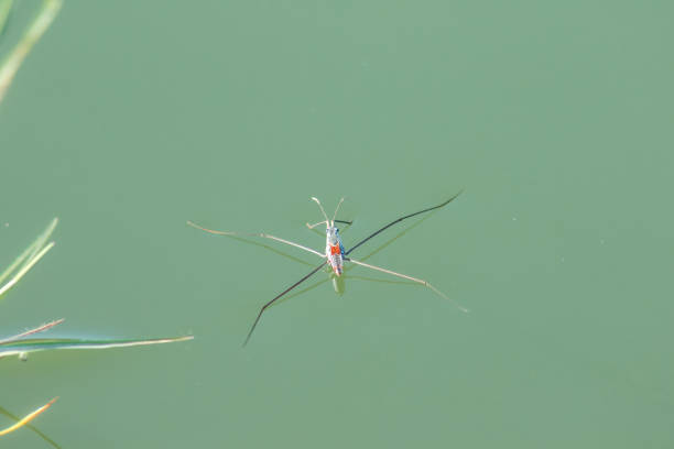 water striders is an insect with 6 legs. - paludum imagens e fotografias de stock