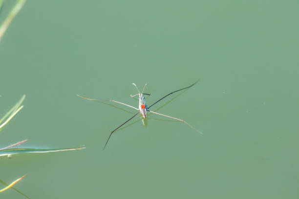 istock Water Striders is an insect with 6 legs. 1147577853