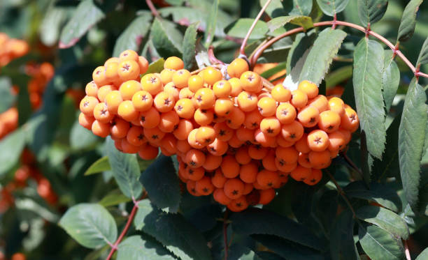 istock ashberry at dry sunny day 1147578037