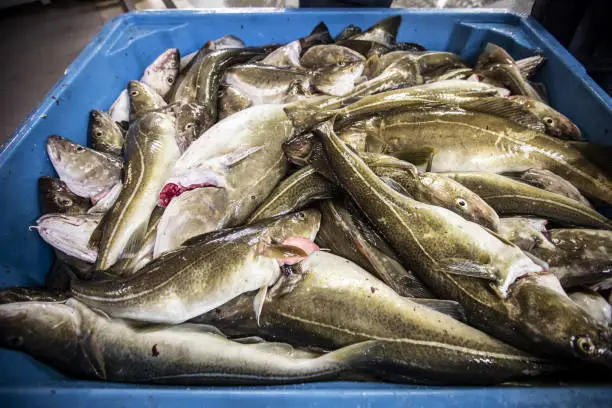 Photo of Cod fish processing in a fish industry