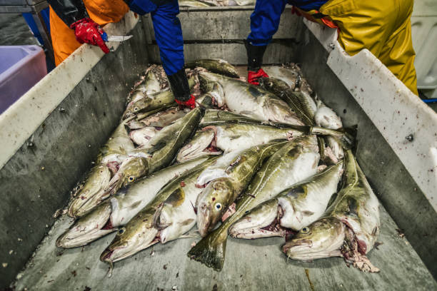 Cod Fishing Processing Ship 1,800+ Atlantic Cod Fish Stock Photos, Pictures & Royalty-Free Images ...