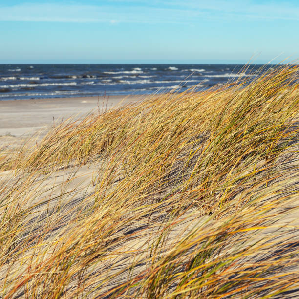istock Sandy beach of a Baltic sea. 1147579373