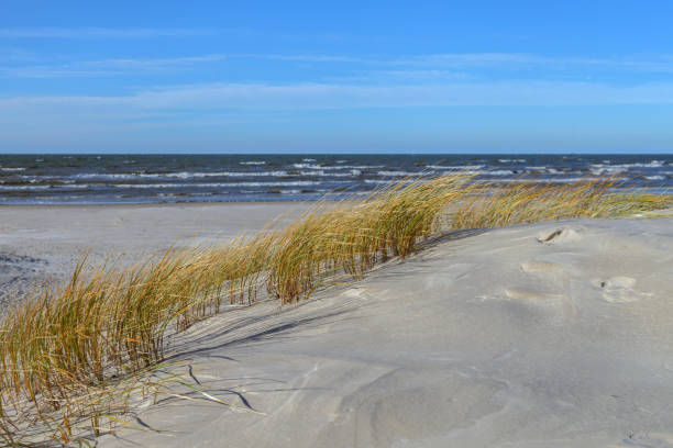 istock Sandy beach of a Baltic sea. 1147579384