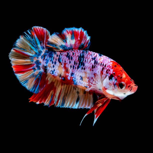 istock Betta fish Fight in the aquarium 1147579412