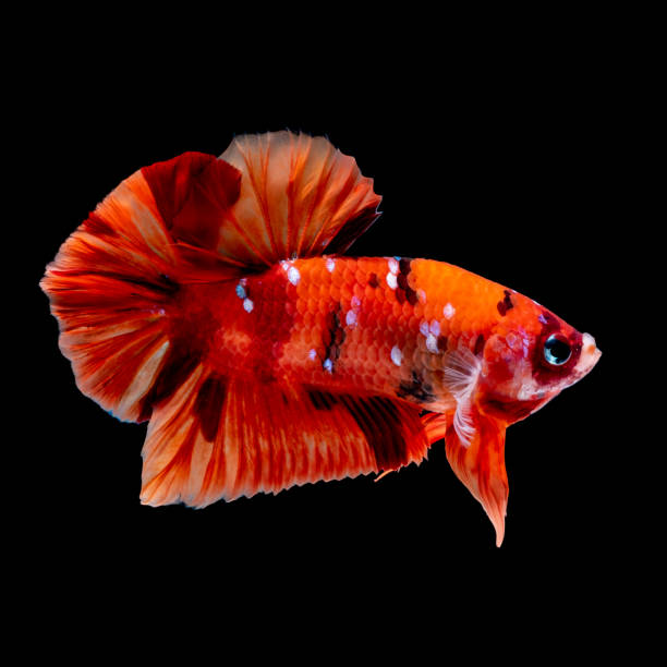 istock Betta fish Fight in the aquarium 1147579441