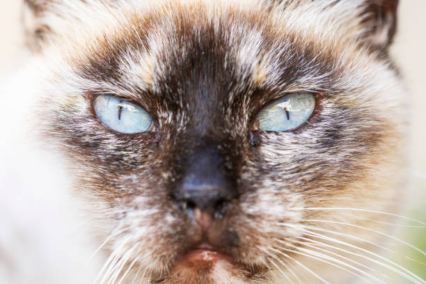 I put a picture of a cat with a serious expression living in Okinawa