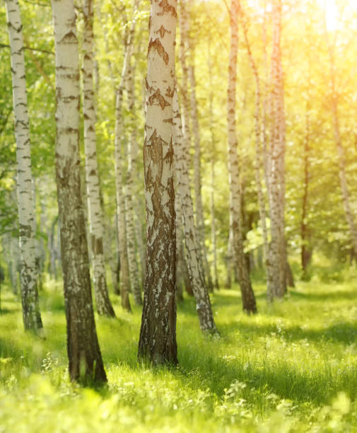 istock Birches park with sunlight, selective focus, shallow DOF background 1147579808