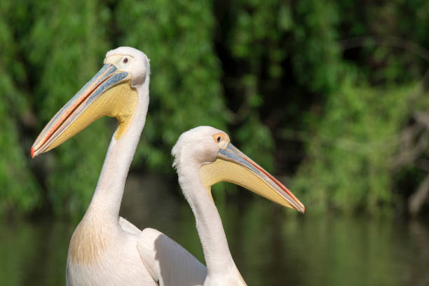 istock close-up of a white pelican 1147581634