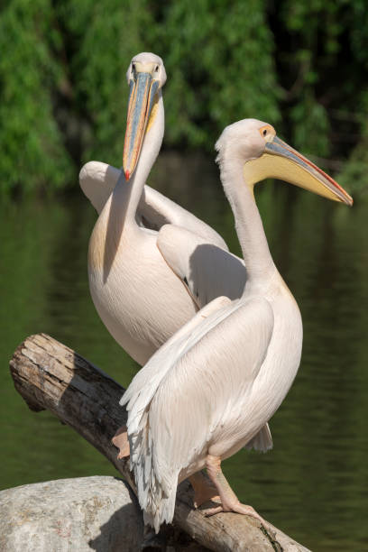 istock close-up of a white pelican 1147581644