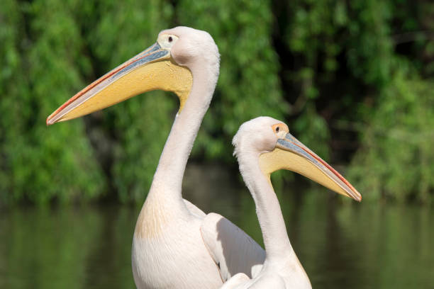 istock close-up of a white pelican 1147581649