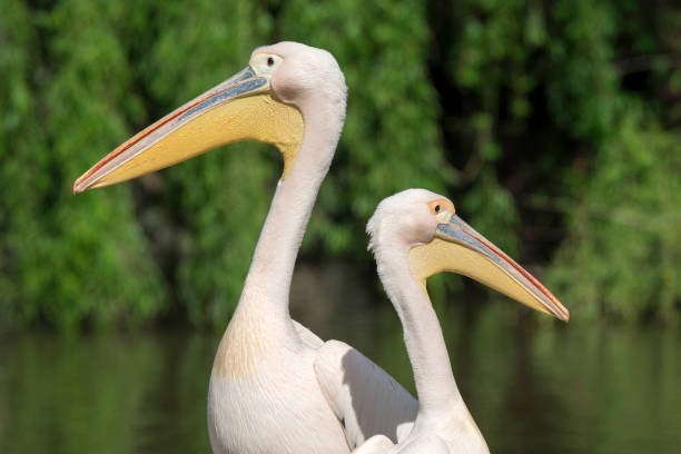 istock close-up of a white pelican 1147581653