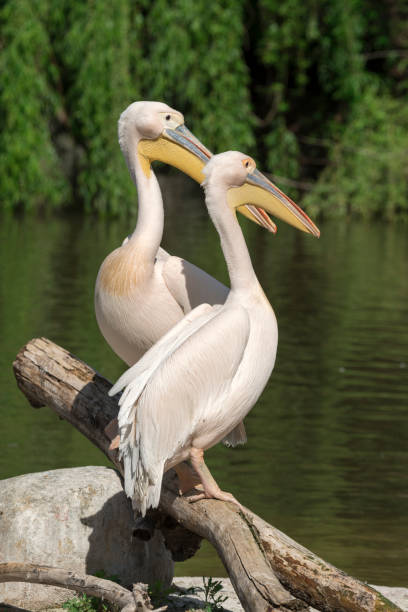 istock close-up of a white pelican 1147581667