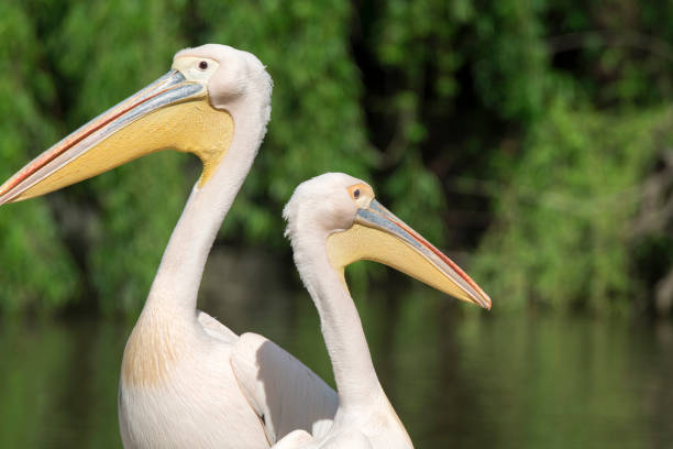 istock close-up of a white pelican 1147581669