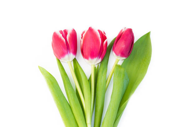 istock flowers tulips isolated on white background. 1147582242