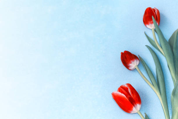istock Bright and colorful flowers tulips. 1147582244