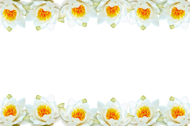 istock Flower water lily 1147582595