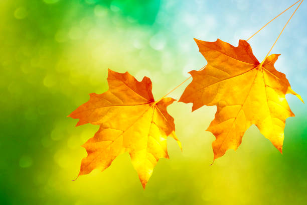 istock bright colorful leaves 1147582613