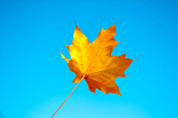 autumn landscape with bright colorful leaves. Indian summer. maple