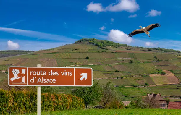 Photo of signpost vineyard road with flying stork in Alsace, france