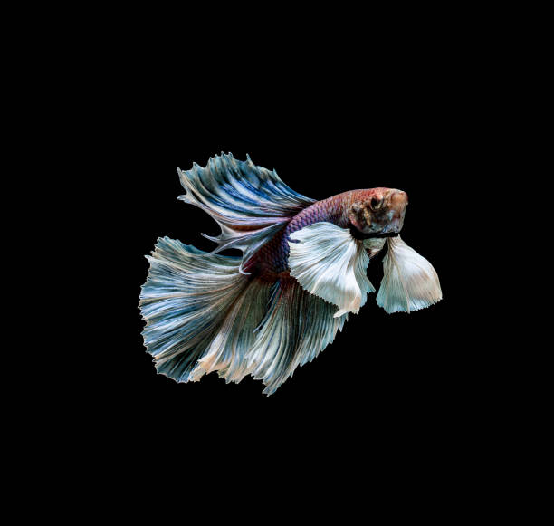 istock Colourful Betta fish,Siamese fighting fish in movement isolated on black background 1147586251