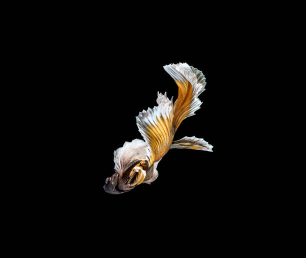 istock Colourful Betta fish,Siamese fighting fish in movement isolated on black background 1147586259