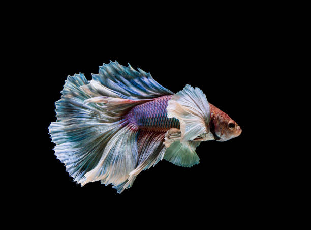 istock Colourful Betta fish,Siamese fighting fish in movement isolated on black background 1147586306