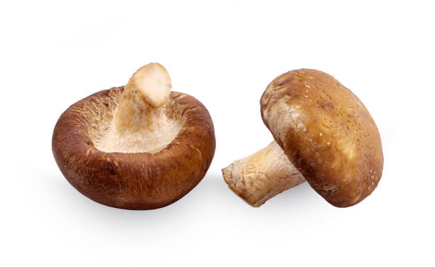 istock Shiitake mushroom on the White background 1147586370