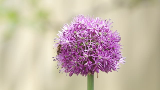 Bee on purple Allium flower. Bee collects nectar from a flower in sunny summer day, macro. Honeybee on Flower