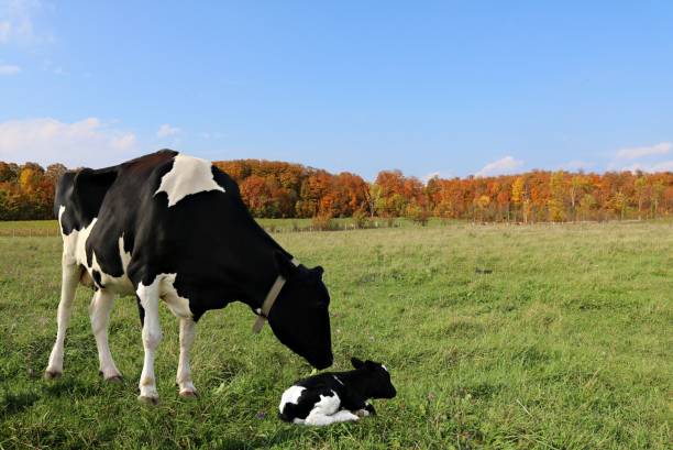 ママが近くを見て牧草地に敷設新生児ホルステン子 - domestic cattle calf mother field ストックフォトと画像