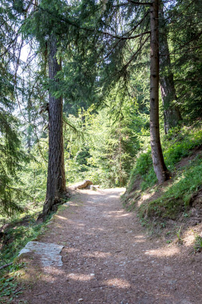 Alpine wood in the Gressoney valley near Monte Rosa Mount Rose, Monte Rosa in Italian, is the second highest mountain in the Alps. Its name derives from the fact that the south side glaciers are tinged with pink during the last hours of the day in any season. roberto alagna stock pictures, royalty-free photos & images