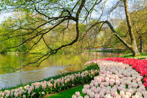 istock Tulip park in Netherlands 1147588084