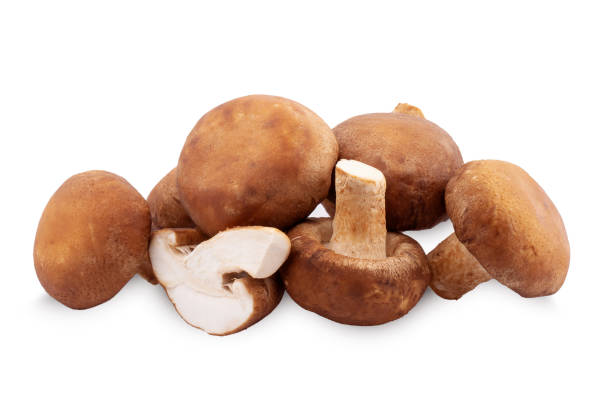istock Shiitake mushroom on the White background 1147588396