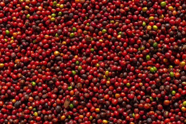Photo of Fresh Arabica coffee berries . Organic coffee farm