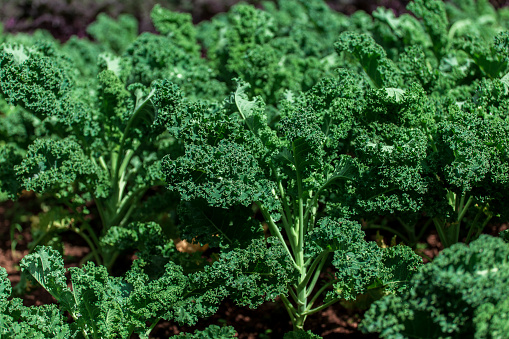 Curly kale on natural organic soil. The kale is a winter vegetable capable