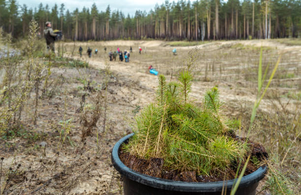 植え付け前の小さな松の苗 - growth new evergreen tree pine tree ストックフォトと画像