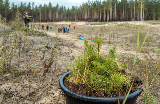 A seedlings of pine trees in bucket are ready to planting at a forest plantation. A volunteers are planting the seedlings on a empty forest glade. Shooting at cloudy autumn day