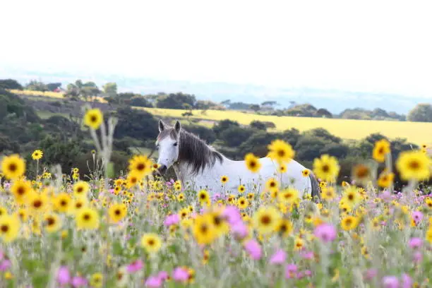 The horse saw US through the sunflowers