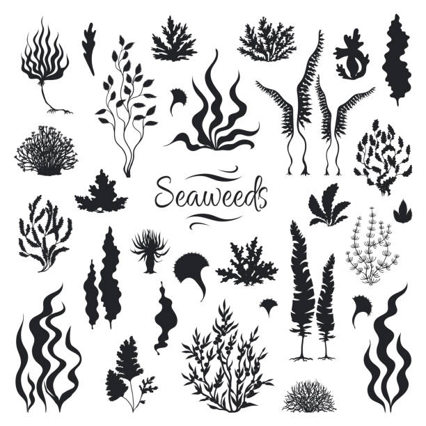 silhouetten der algen. unterwasserkorallenriff, handgezogene seekelapfpflanze, isoliertes meereskraut. vektor-skizze algen - seaweed stock-grafiken, -clipart, -cartoons und -symbole